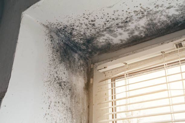 Trusted Black Mold Removal service in Winburne, PA - Cheap Mold Removal