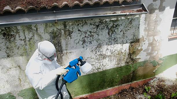 Trusted Basement Mold Remediation service in Winburne, PA - Cheap Mold Removal